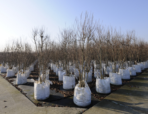 Produsen Planter Bag